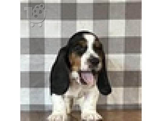 PoulaTo: Κουτάβια Basset Hound